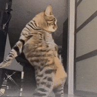 Michael Jackson Dancing Cat GIF