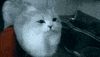 cat lol GIF by SplatMag
