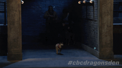 french bulldog running GIF by CBC