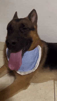 Panting German Shepard GIF