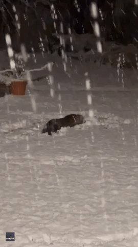Playful Fox Makes 'Snow Donut' in Yard