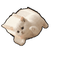 Cat Momo Sticker