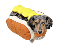 1pointSKYDIVE hotdog dachshund lulu weenie Sticker