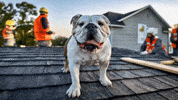 English Bulldog GIF by Go Dawgs Roof Roof