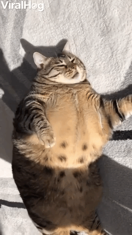 Sefa the Chonky Cat Loves to Sunbathe