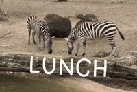 Lunch