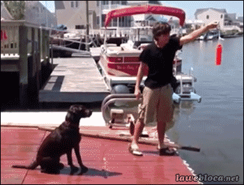 dog fail GIF