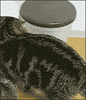 Me Gusta Trash Can GIF