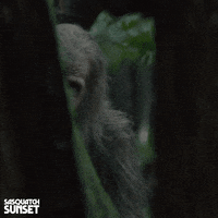 Jesse Eisenberg Bigfoot GIF by Bleecker Street