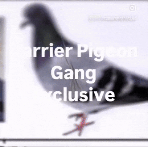 Carrier Pigeon GIF