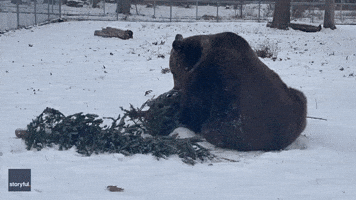 Bear Has Fantastic Time With Pine Trees at New York Sanctuary