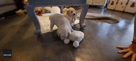 Golden Retriever Puppies Go Wild During Playtime 