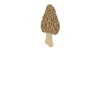Mushroom Love Sticker by Oklahoma Fungi