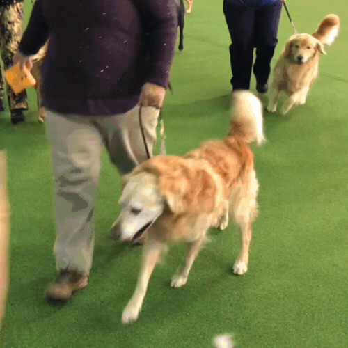 dog show GIF by Westminster Kennel Club