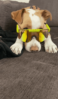 Begging Miss You GIF by Pit Viper