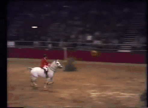 horse GIF