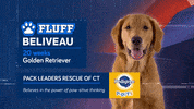 Animal Planet GIF by Puppy Bowl
