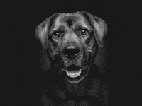 GIF by TONY Petfluencer Agency