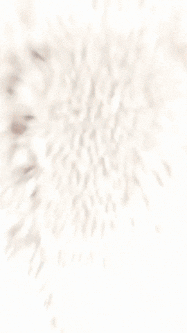 Bigchungus GIF by Youtooz