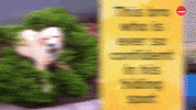 Dogs Pets GIF by BuzzFeed