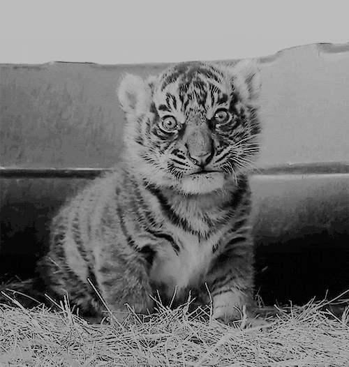 cat tiger GIF