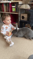Rabbit Runs Away With Baby's Apple