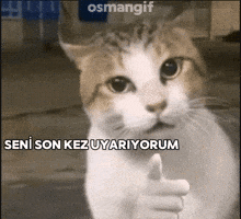 Cat Warning GIF