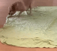 Sleeping Dog Nyeve GIF