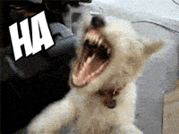 Cachorro GIF