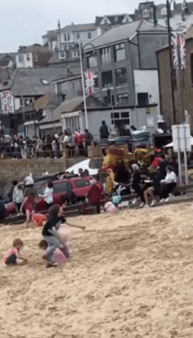 Stranded Dolphin Calf Dies Despite Rescue Efforts in St Ives
