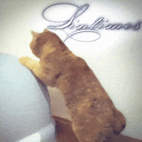 Mei Mei Cat GIF