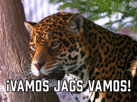ยกVamos Jags Vamos!