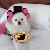 hilariadulcinea dogs cute dog pomeranian fluffy dog GIF