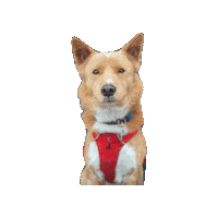 Moonspacedog Sticker by hamlet