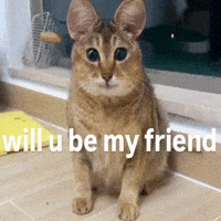 Cat Friend GIF