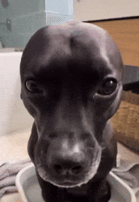 Dog What You Looking At GIF