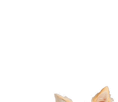 Border Collie Speech Bubble Sticker by puppytales