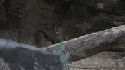 UHouston go coogs houston cougars shasta vi GIF