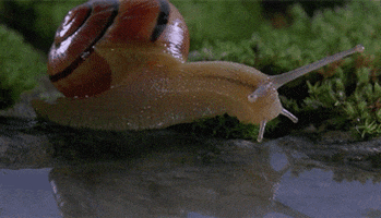 insect drinking GIF