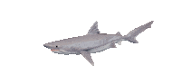 Shake It Shark Sticker by Zacxophone