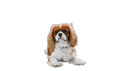 Mondou Sticker by Mondou_calin