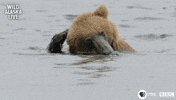 Bbc One Bear GIF by BBC