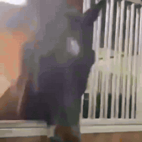 Horse GIF by Respective
