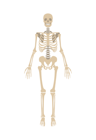 Anatomie Sticker by NHM Wien