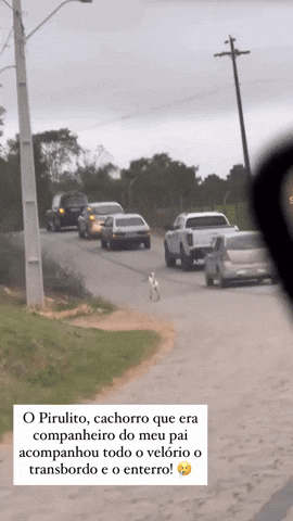 cuteanimalland giphyupload GIF