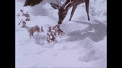 Film Eating GIF