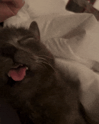 Cat Kitty GIF