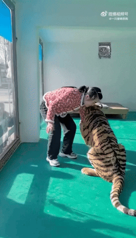 c742c96ae50b453ca3fb75a1c5021c8c giphyupload GIF