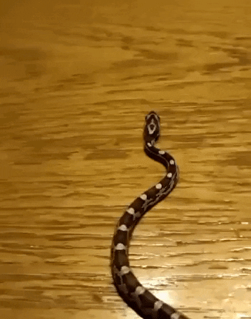 e-Kazan giphyupload GIF