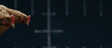 chicken dancing GIF